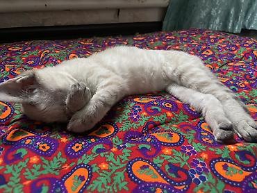 ххх с кошкой: 2 месяца, Девочка, Приучена к лотку — 4
