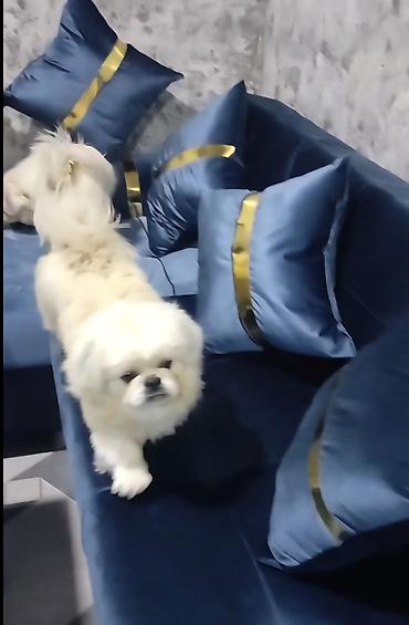 İtlər: Pekines, 1 il, Erkek, Cütləşmə üçün — 3