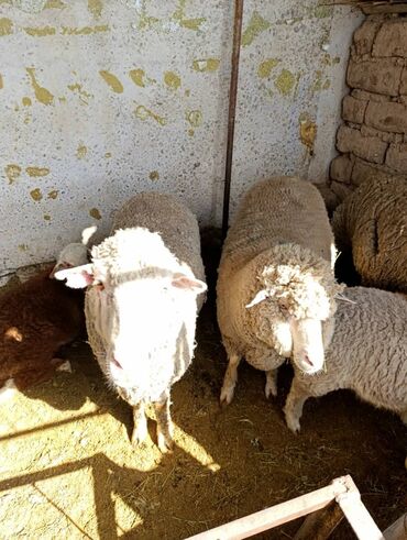 купить овец: Продаю | Овца (самка) | Меринос | На забой