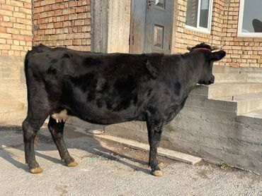 Коровы, быки: Продаю | Корова (самка) | Алатауская, Швицкая | Для разведения, Для молока — 9