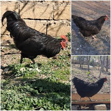 Toyuqlar: Toyuq, Australorp, Damazlıq, Pulsuz çatdırılma