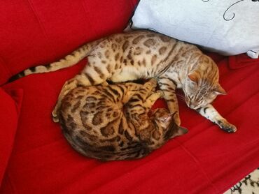 бурманский кот: Бенгальская, 2 года, Девочка, Приучена к лотку