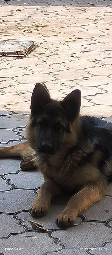 Продажа собак: Щенок немецкой овчарки Продаётся чистопородный щенок Немецкой — 1