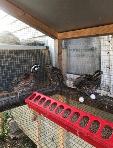 Куры, петухи: Продаю | Куры, Петух — 17