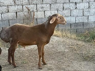 Баран, овца: Продаю | Баран (самец) | Гиссарская, Арашан, Полукровка | Для разведения | Осеменитель, Племенные — 10