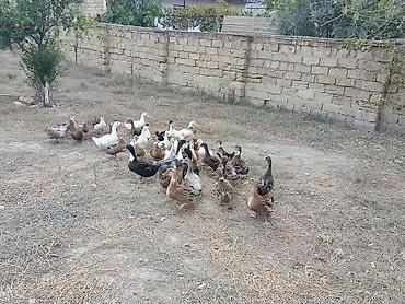 american bully qiymeti: Ördəkler 4-5ayindi.Pekin,Xarkov, Qışqıran,qarsiq.qiymet 13m Papaqli — 1