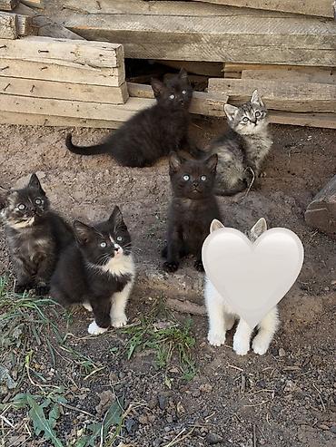чёрные кошки: Отдаем в добрые, любящие кошек руки. Котятам 2мес. Родила своя кошка — 1