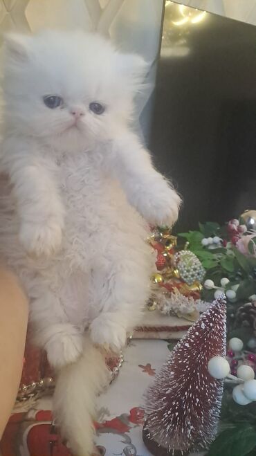 Pişiklər: Şotland, Erkək, Dişi, Cütləşmə üçün, Ünvandan götürmə, Pulsuz çatdırılma, Ödənişli çatdırılma — 5