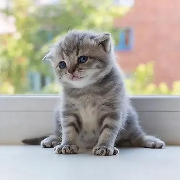 Кошки: Шотландская вислоухая — 8