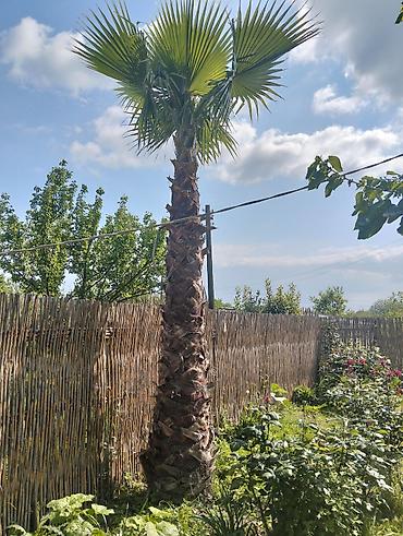 soltan darağı gülü: Məhsul: Dekorativ palma ağacı (fan palm tipli) Təsvir: - Hündür — 1