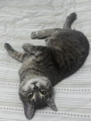 доброй: 2 месяца, Девочка, Приучена к лотку