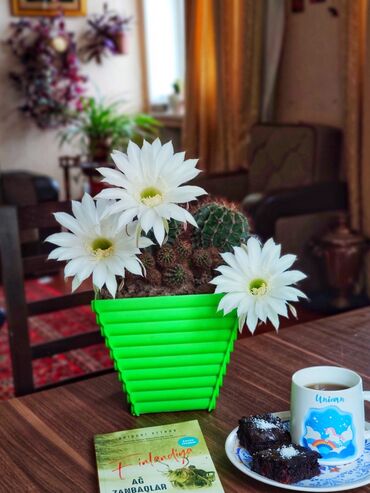 Otaq bitkiləri: Kaktuslar.artırmalarının qiymət 3manatdan başlayır.şəkildə olan güllər — 5