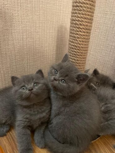 Pişiklər: Britan — 3