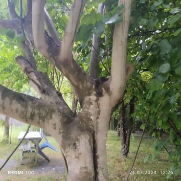 Torpaq sahələrinin satışı: 25 sot, Kupça (Çıxarış) -da lalafo.az — 15 Torpaq sahələrinin satışı: 25 sot, Kupça (Çıxarış) — 15