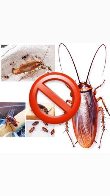 мраморные тараканы: СКАЖИТЕ ТАРАКАНАМ НЕТ️ Сто процентная гарантия избавление от