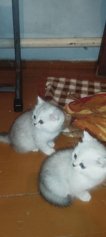 купить рыбу клоуна: Продаю котят породы Шотландские скоттиш страйт. В дорогом окрасе — 5