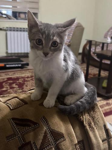 коты бишкек: Милый домашний котёнок скоттиш страйт серебристо-серым тигровым — 1