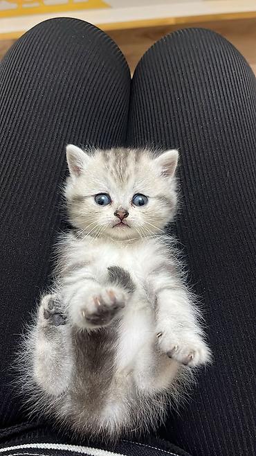 Pişiklər: Britan — 12