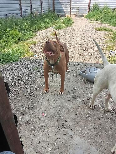 tap az qaz balalari: Pitbul, Peyvəndli — 5