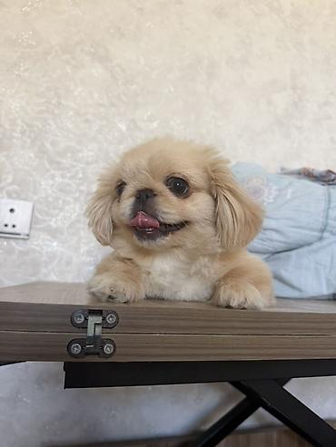 albay itleri: Pekines, 6 ay, Erkək, Peyvəndli, Ünvandan götürmə — 4