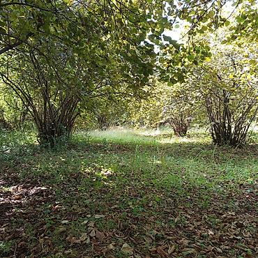 Torpaq sahələrinin satışı: 16 sot, Kənd təsərrüfatı, Makler, Kupça (Çıxarış) — 10
