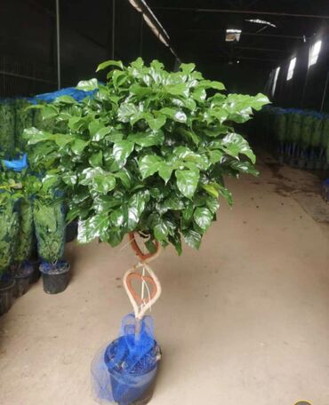 Другие комнатные растения: Пальмы,ДраценыКофейные деревья, и тд. Растения для интерьера — 16