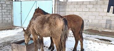 Лошади, кони: Продаю | Жеребенок | Рабочий — 10