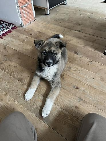 zvanok iti satilir: Akita-inu, 3 ay, Dişi, Ünvandan götürmə — 2