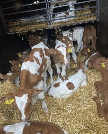 дойных коров: Сатам | Уй (ургаачы), Бука (эркек), Кунаажын | Аргын, Ангус, Герефорд