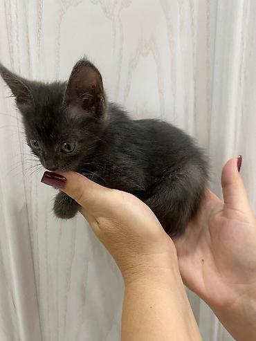 маленькие котята даром: ОТДАМ ДАРОМ В ХОРОШИЕ РУКИ!!!!Котята, домашние мурлыки Описание: - — 2