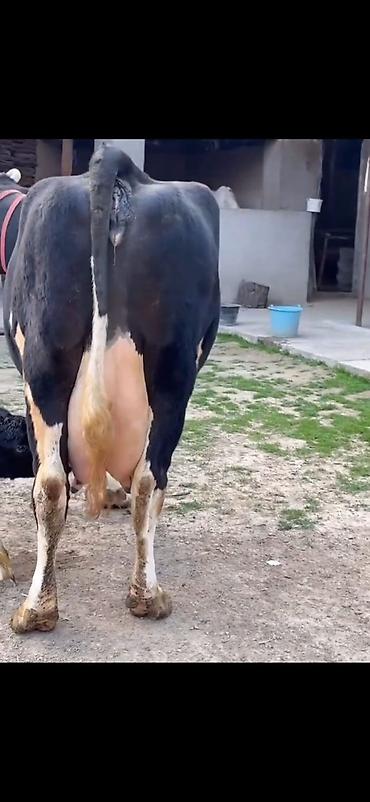 Inəklər, öküzlər: Südlük inək və balası - Cins: qara‑ağ (Holştin tipli) süd istiqamətli — 4