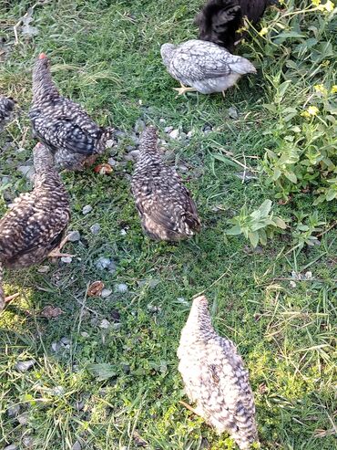 laçın quşu: 3ayılıq və 40günüy xarkov cücələrin satıram xacmazdadı ancaq reyal