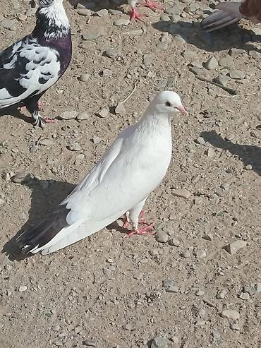 quşlar göyərçin: Məhsul: Göyərçinlər (ağ və ağ-qara rəng çalarları) Təsvir: - — 2