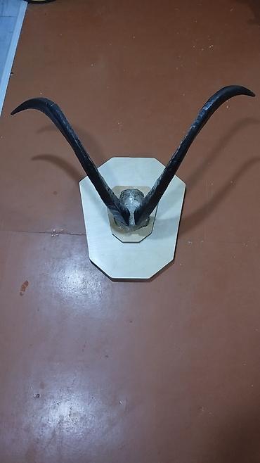 figur: Təbii Tur buynuzu — 1