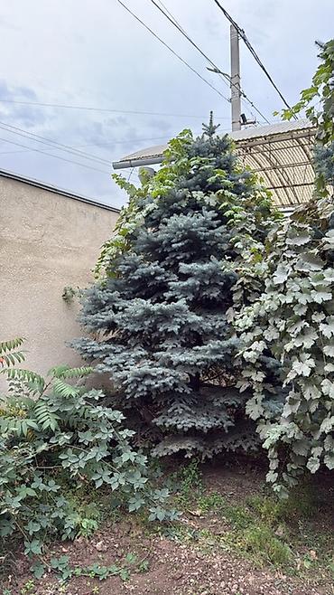 туя сорт смарагд: Голубая ель для ландшафтного озеленения. На фото представлены крупные — 4