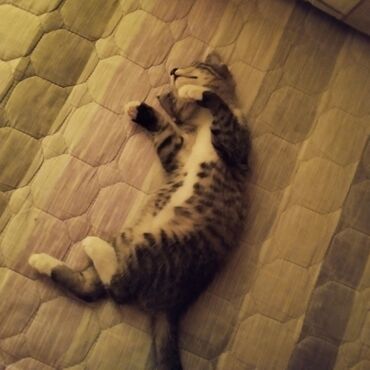 шотландская кошка шиншилла: Кошка даром: Беспородная, 1 месяц, Девочка, Приучена к лотку, Проглистована, С документами