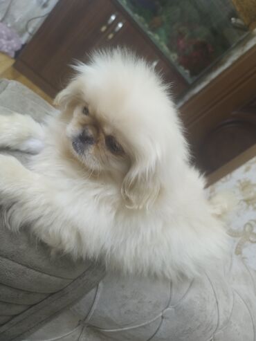 İtlər: Pekines, 3 ay, Erkek, Peyvəndli, Ünvandan götürmə