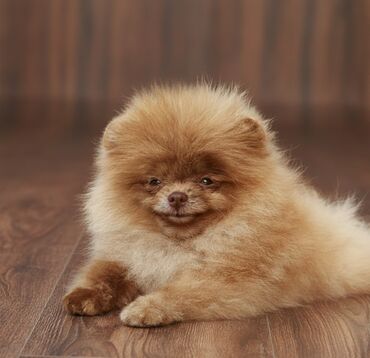 сколько стоит собака доберман: Продажа шикарный плюшевый мини мишка мальчик померанский шпиц