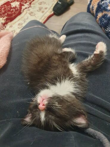 отдам даром вислоухого котенка: Кошка даром: Беспородная, 1 месяц, Мальчик, Приучена к лотку