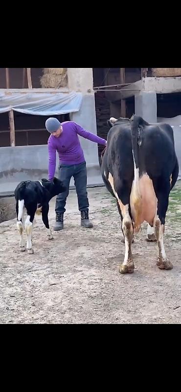 Inəklər, öküzlər: Südlük inək və balası - Cins: qara‑ağ (Holştin tipli) süd istiqamətli — 6