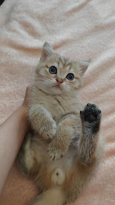 Pişiklər: Britan, Yaxşı əllərə — 4