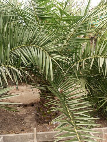 Ağaclar: Ağaclar — 3