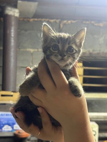 шотландская прямоухая кошка: 2 месяца, Девочка, Приучена к лотку
