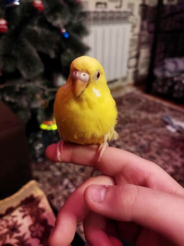 Tutuquşları: Məhəbbət quşları satilir cüt əl quslari bala verməyə meili təcili — 5