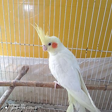 попугай ожереловый купить: Nymph paraket (Cockatiel) cütü 2 de mahni oxuyur,adın deyir, qiymete — 3