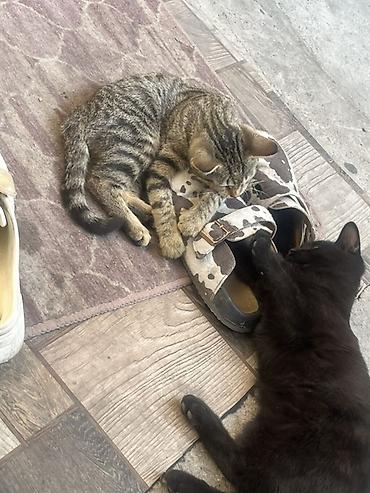 Продажа кошек: 🏡 КОТЯТА ИЩУТ ДОМ! 🐾❤️ Два замечательных малыша — чёрный котик и — 5
