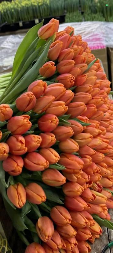 Букеты из живых цветов: Тюльпаны с собственной теплицы - Срезанные свежие тюльпаны прямого at lalafo.kg — 7 Букеты из живых цветов: Тюльпаны с собственной теплицы - Срезанные свежие тюльпаны прямого — 7