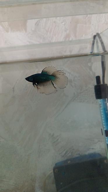 baliq tilov: Betta (Petuşok balığı), Ünvandan götürmə — 1