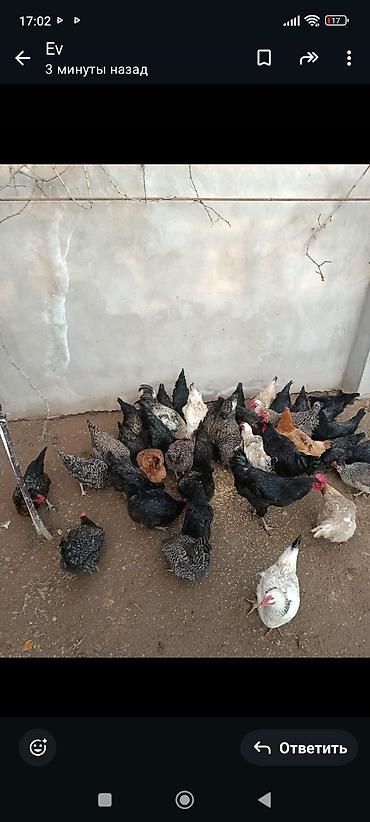 Toyuqlar: Toyuq, Damazlıq, Ünvandan götürmə — 4