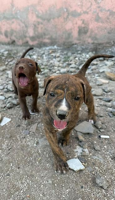 İtlər: Pitbul, 1 ay — 18